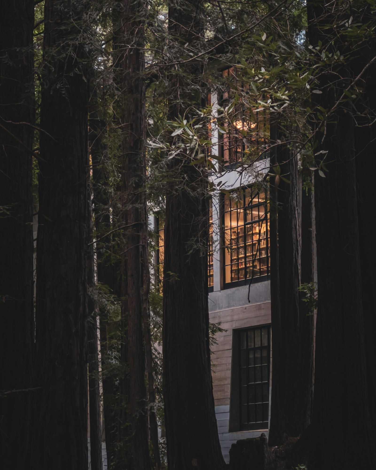 Moderner Bau zwischen hohen Redwood-Stämmen